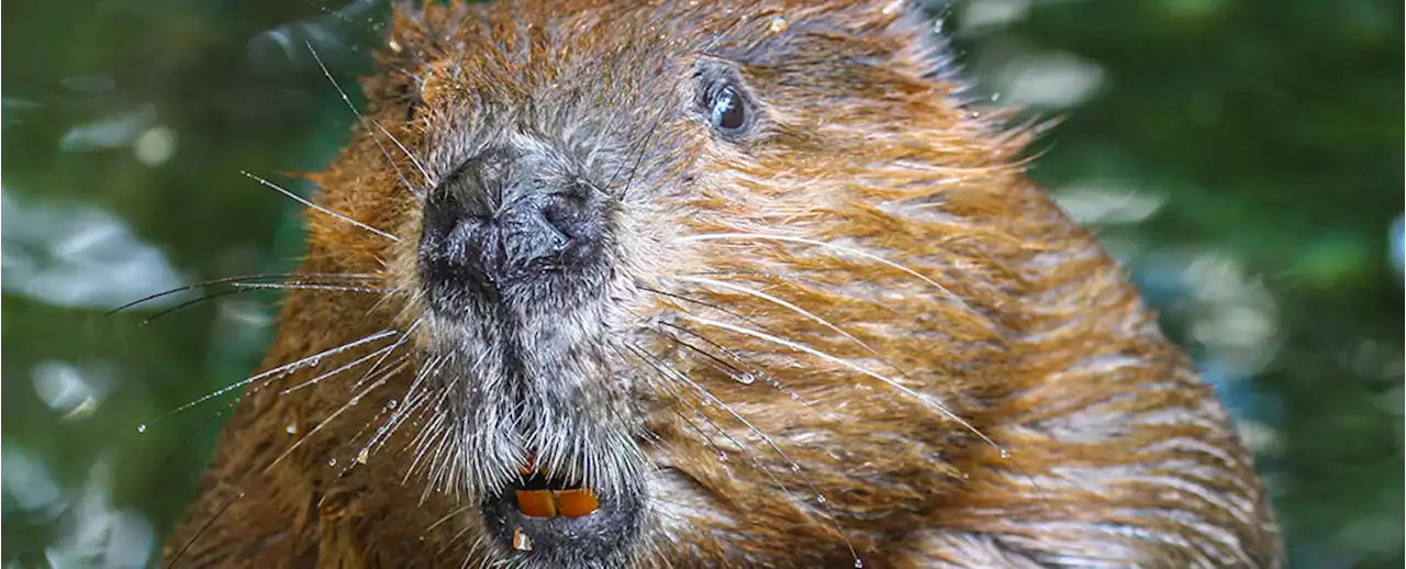 No, Beaver Butt Secretions Aren't Used to Make Artificial Vanilla (Any More)