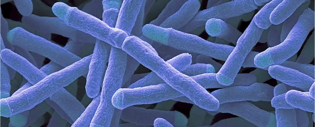 Soil Bacteria Discovery Could Allow Us to Produce Electricity From 'Thin Air'