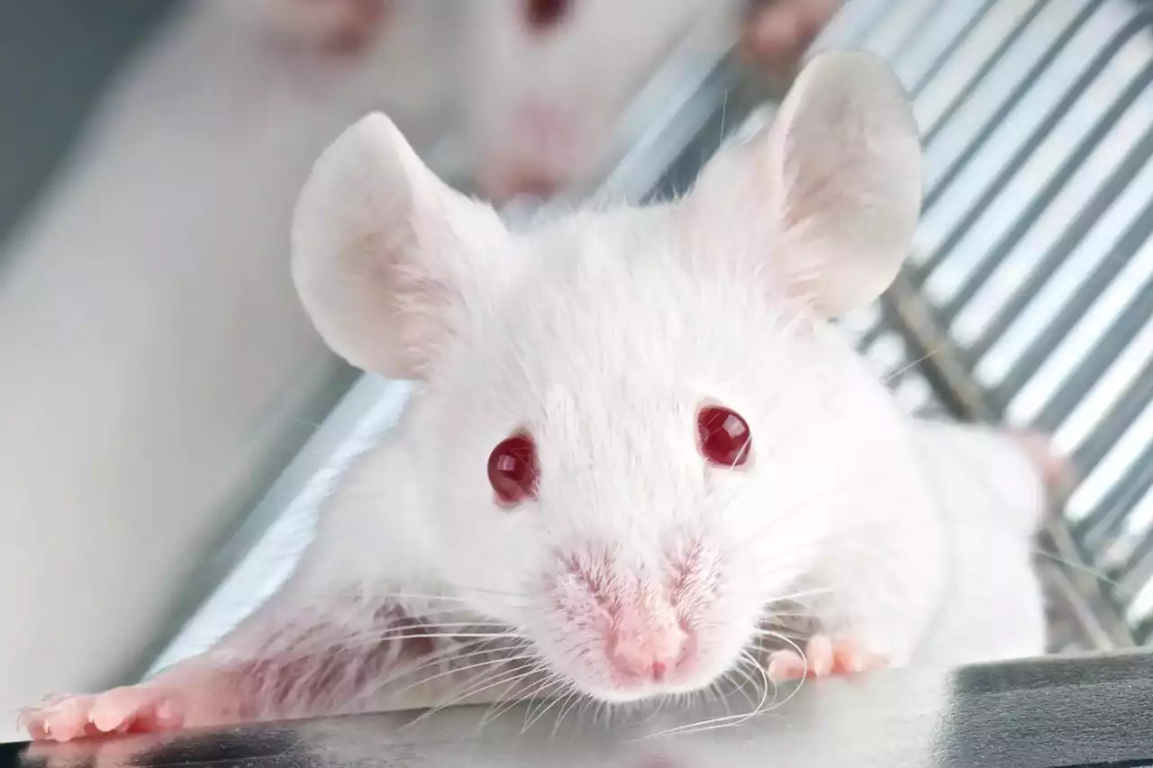 Harvard Scientists Make the Case for Female Mice in Neuroscience Research