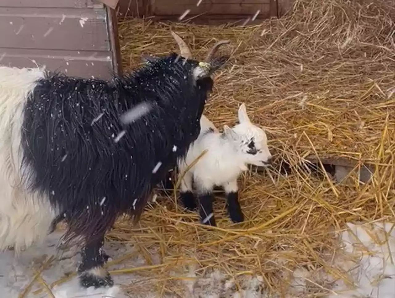 WATCH: Snow brings new life to Telford Exotic Zoo - no kidding