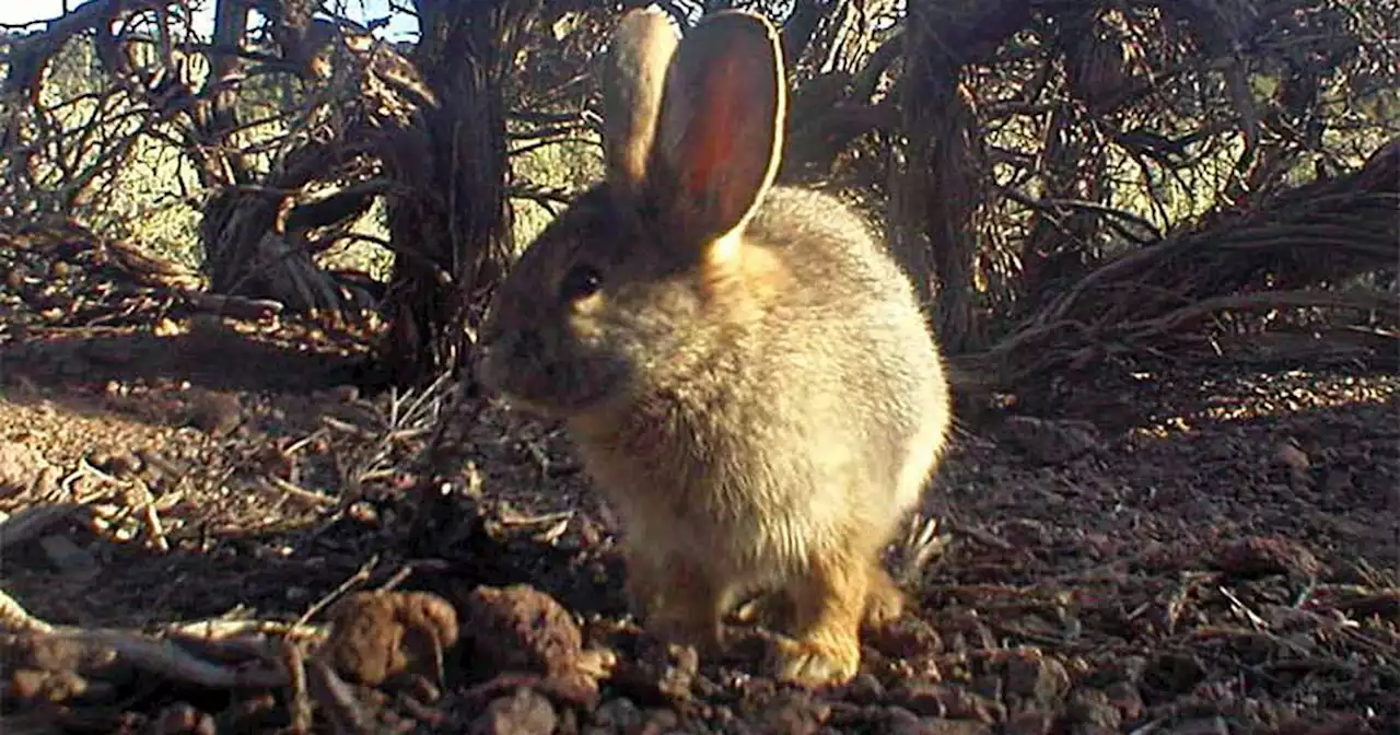 Small, cute and going extinct: Group warns world’s smallest rabbit is in danger