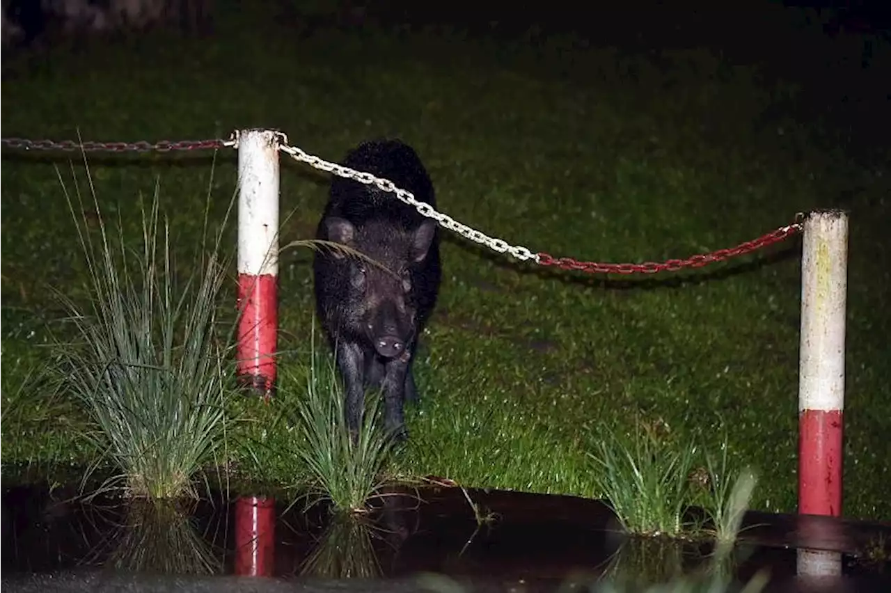 Wild boar carcasses in more parts of Singapore test positive for African swine fever