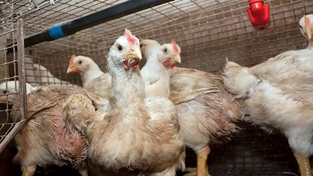 Gripe aviar: murieron más de 20 mil gallinas en una granja de Mar del Plata