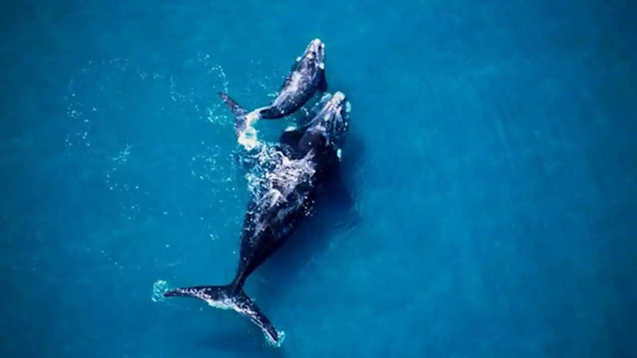 Logran armar el 'árbol genealógico' de una familia de ballenas que visita Península Valdés