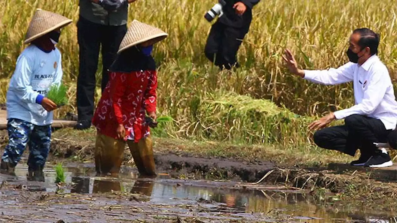 Bersama Ibu Negara, Presiden Jokowi Tinjau Panen Raya di Jawa Tengah