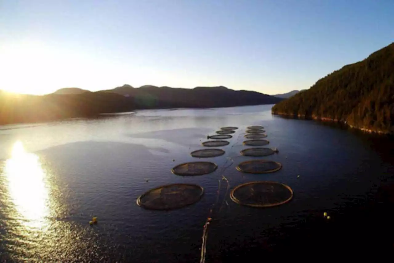 B.C. First Nations reject continued fish farming in the Broughton Archipelago - Terrace Standard