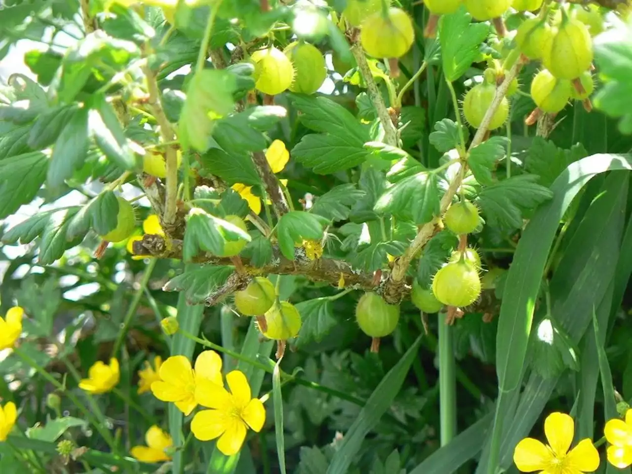 Fresh and juicy: Gooseberries add flavour to prairie landscape