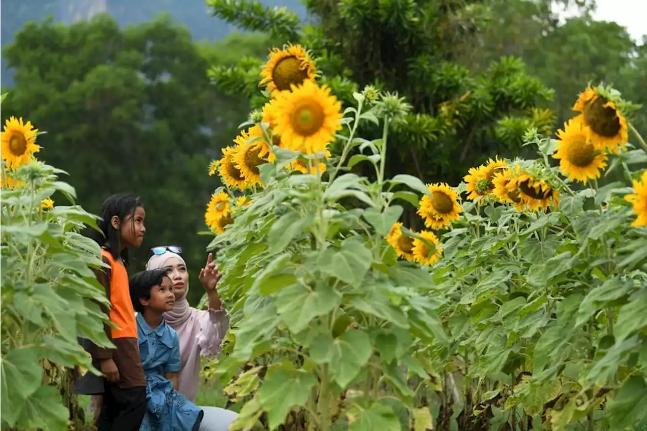 Bunga matahari berkembang mekar di Perlis