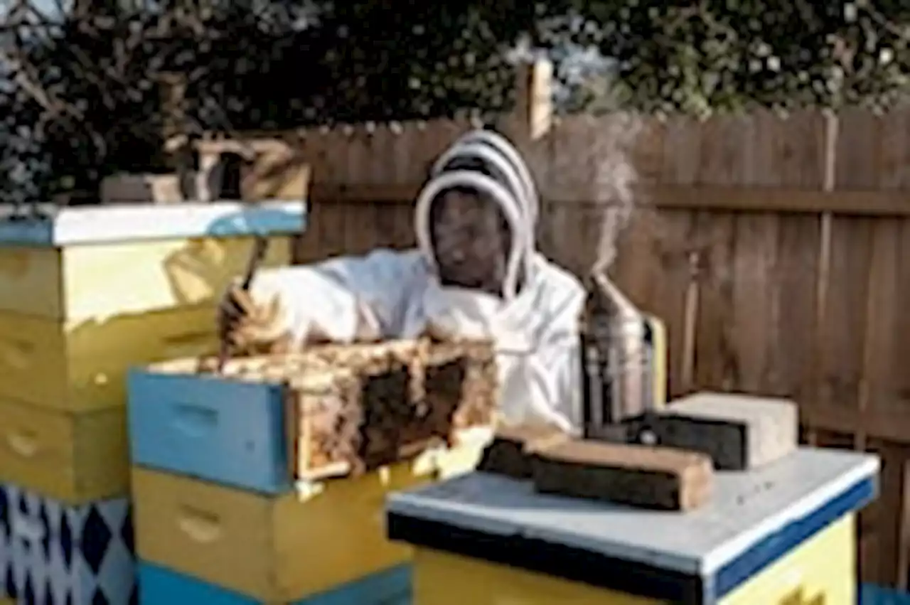 Many backyard beekeepers aren’t in it for the honey