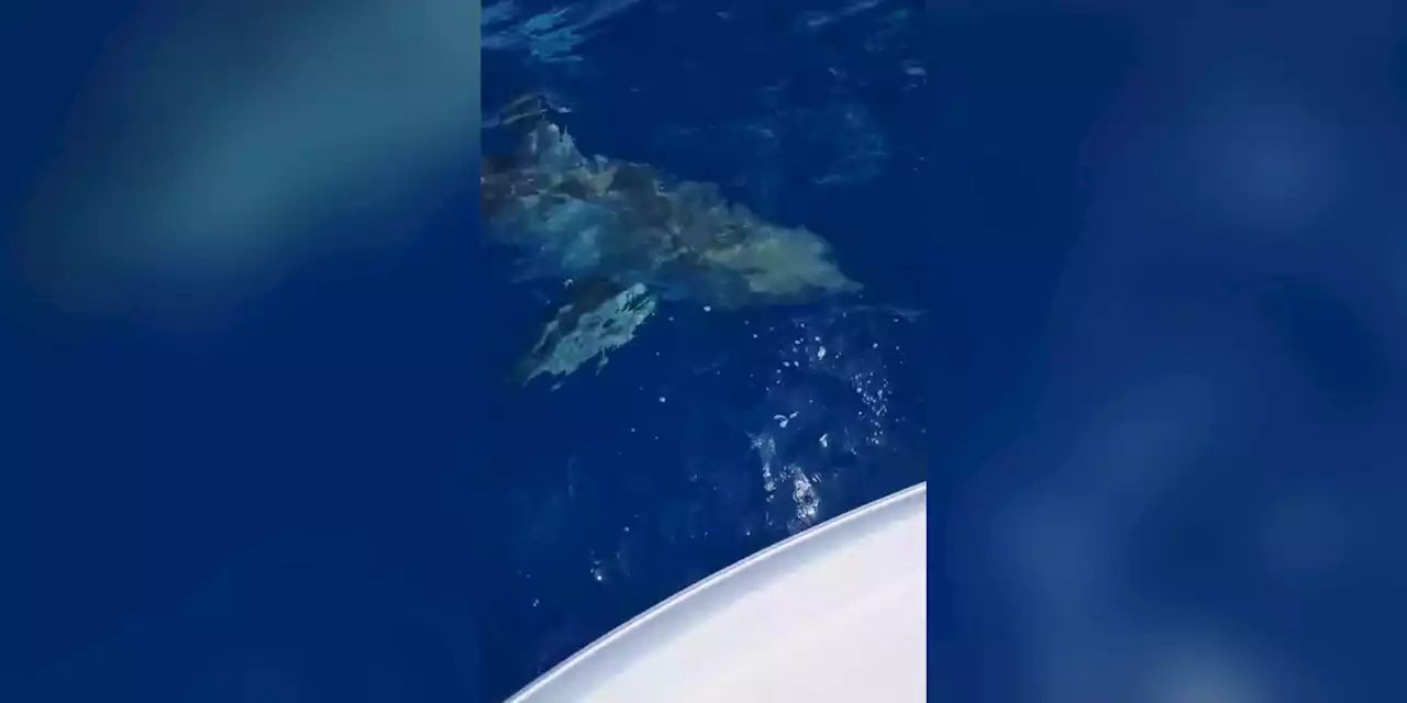 WATCH: Boat crew spot great white shark swimming just below water’s surface