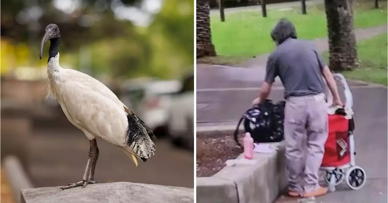 Man arrested and charged after allegedly trying to shove ibis into trolley bag