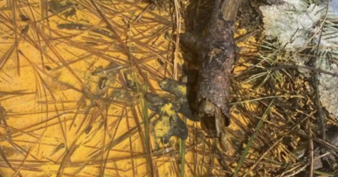 Public urged to avoid 'orange substances' discovered in Walker, Arizona