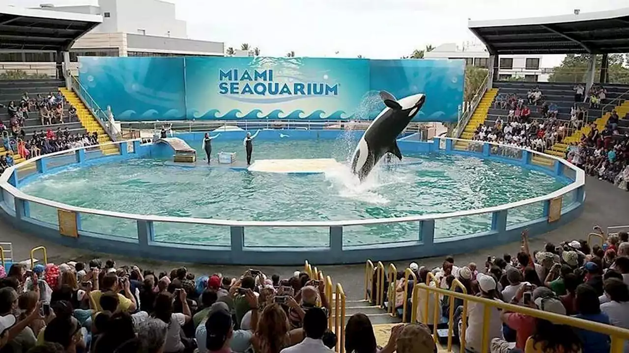 Lolita the killer whale set for release into 'home waters' after 50 years at Miami Seaquarium