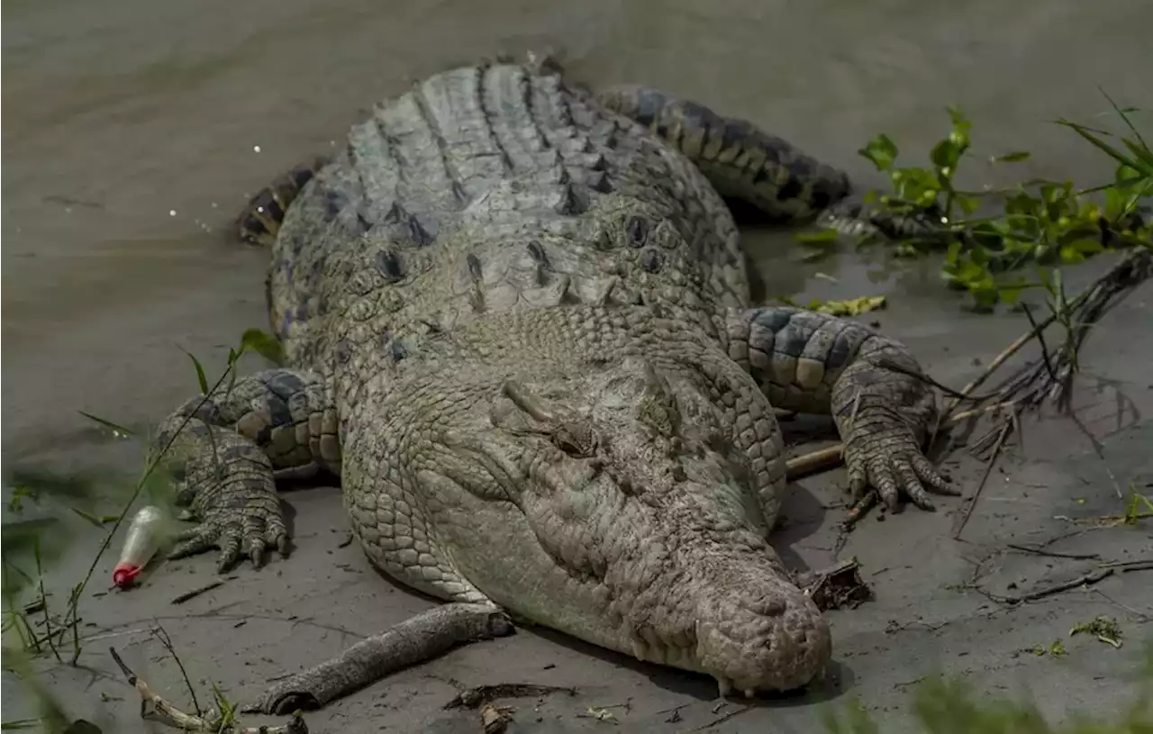 Loncat ke Sungai untuk Mandi, Remaja Diterkam Buaya Besar