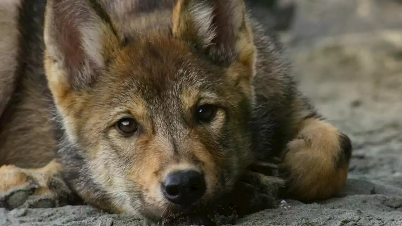 'Vulnerable' wolves swimming in B.C. waters should be given space: experts