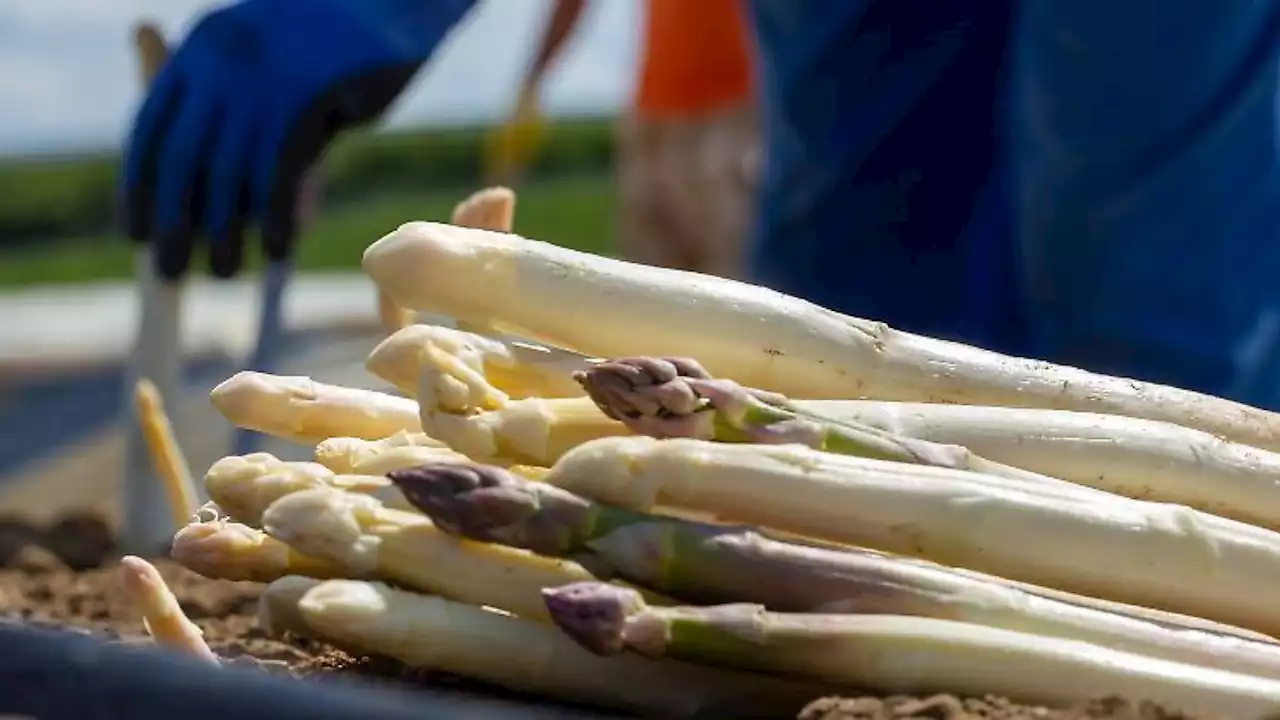 Für regionalen Spargel an Ostern wird es knapp