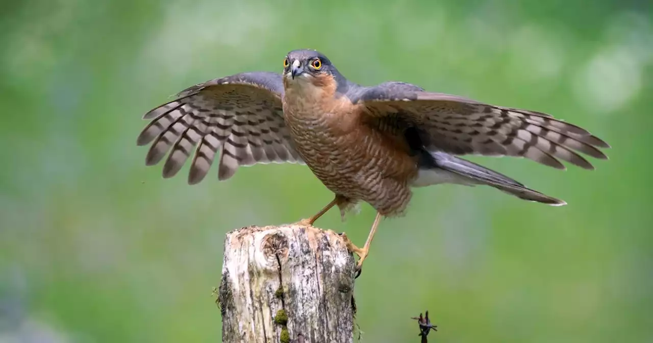 Man who shot and killed bird of prey on Scots country estate fined £1,500