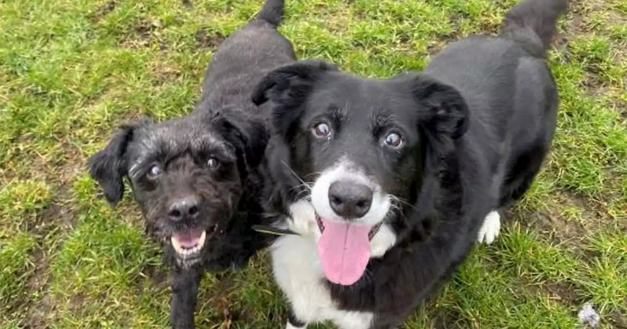 Scots animal shelter seeking new home for pup pals who come as a package