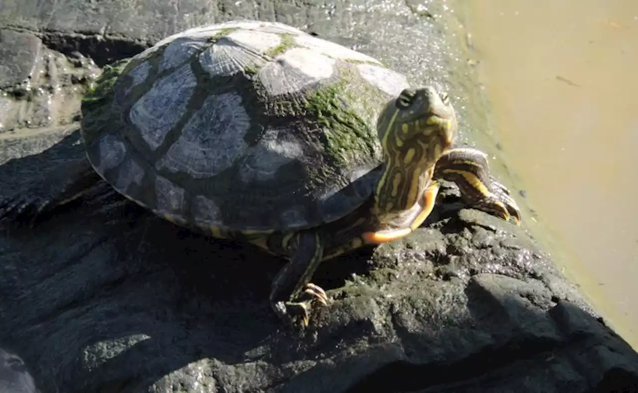 Llamado a que Semana Santa no sea un calvario para nuestra fauna y flora