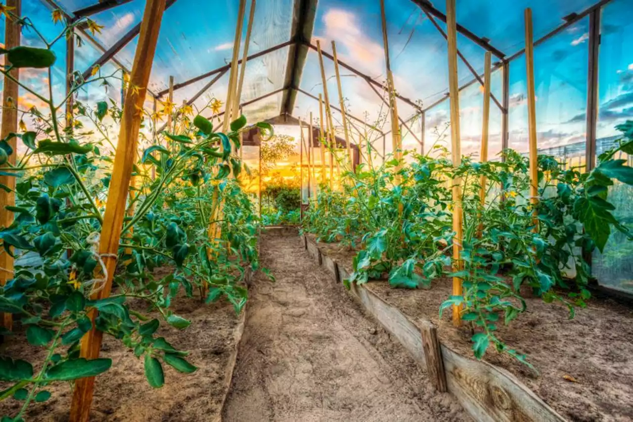 Scientists discover the noise plants make when they are stressed amid debate