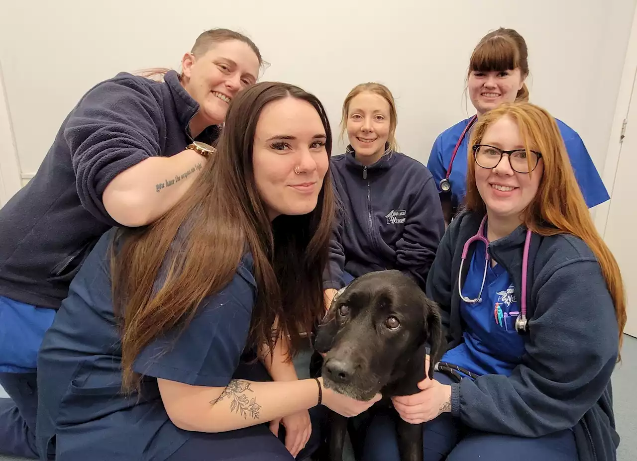 Labradors saved from house fire searching for new homes