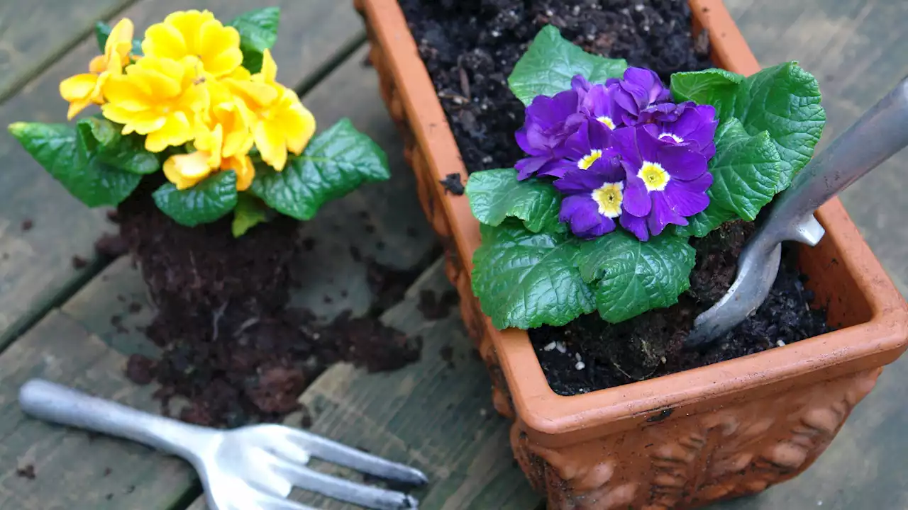 Lowe's Is Giving Away Free Flowers For Mother's Day