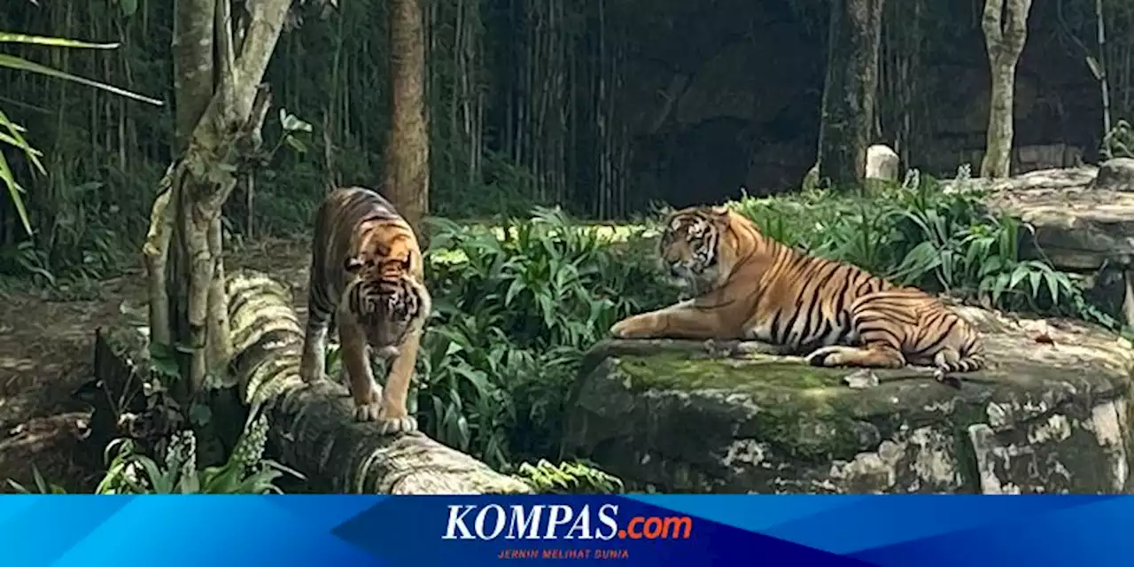 Peliknya 'Kisah Cinta' Kiai Batua, Harimau Buntung di Lampung yang Susah Punya Keturunan...