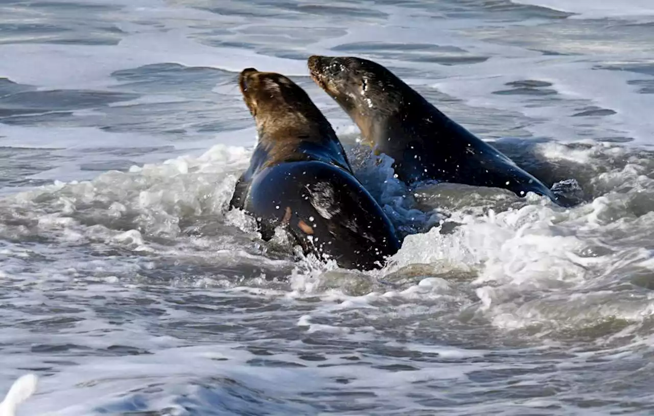 King, the emaciated sea lion rescued in Redondo Beach, back in the ocean