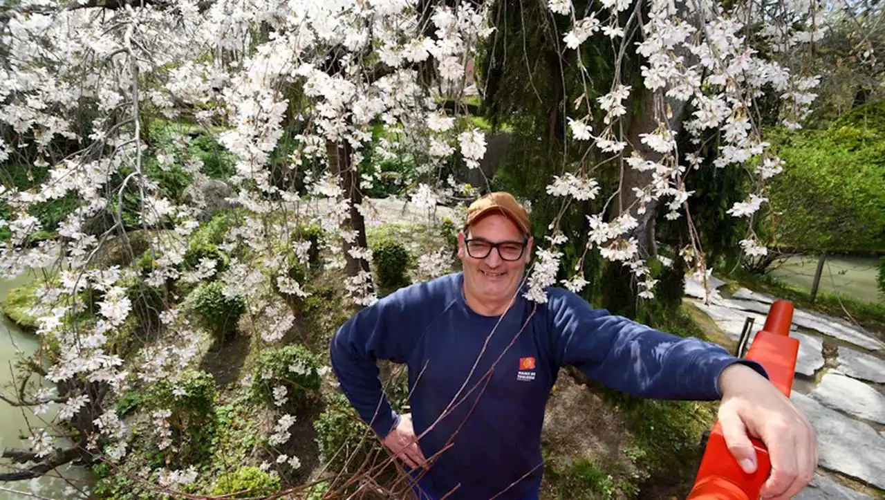 Toulouse : Cerisiers en fleurs, stars éphémères du Jardin Japonais