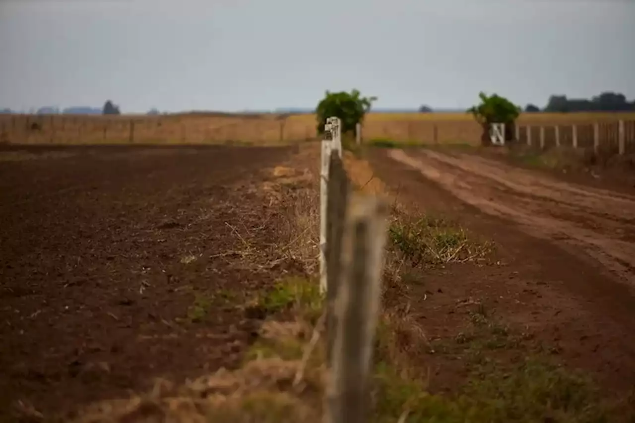 Campaña 2023/24: un rompecabezas que comienza a armarse tras el golpe de la sequía