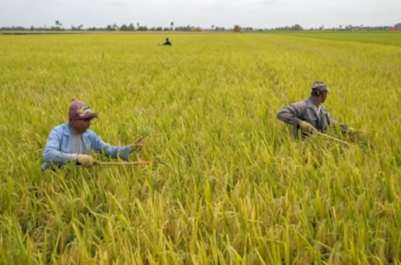 Budget 2023: Additional initiatives to serve as lifeline for paddy farmers, fishermen