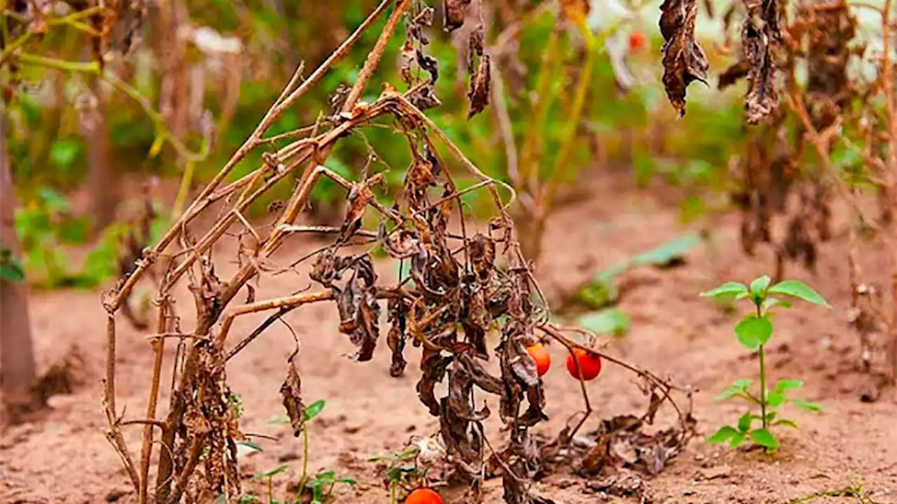 Las plantas estresadas emiten sonidos que se detectan a más de un metro | El descubrimiento puede tener grandes aplicaciones en agricultura