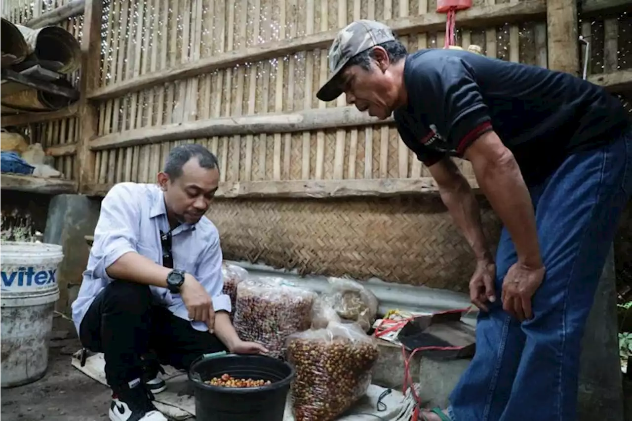 GMP Dorong Petani Kopi di Kawasan Gunung Manglayang Tingkatkan Produksi |Republika Online