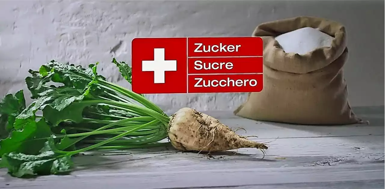 «Vertrauen der Bauern in Schweizer Zucker ist wieder da» - Schweizer Bauer