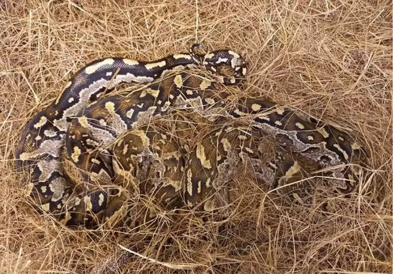 PICS | Python rescued after being hacked with a panga released back into the wild | Witness