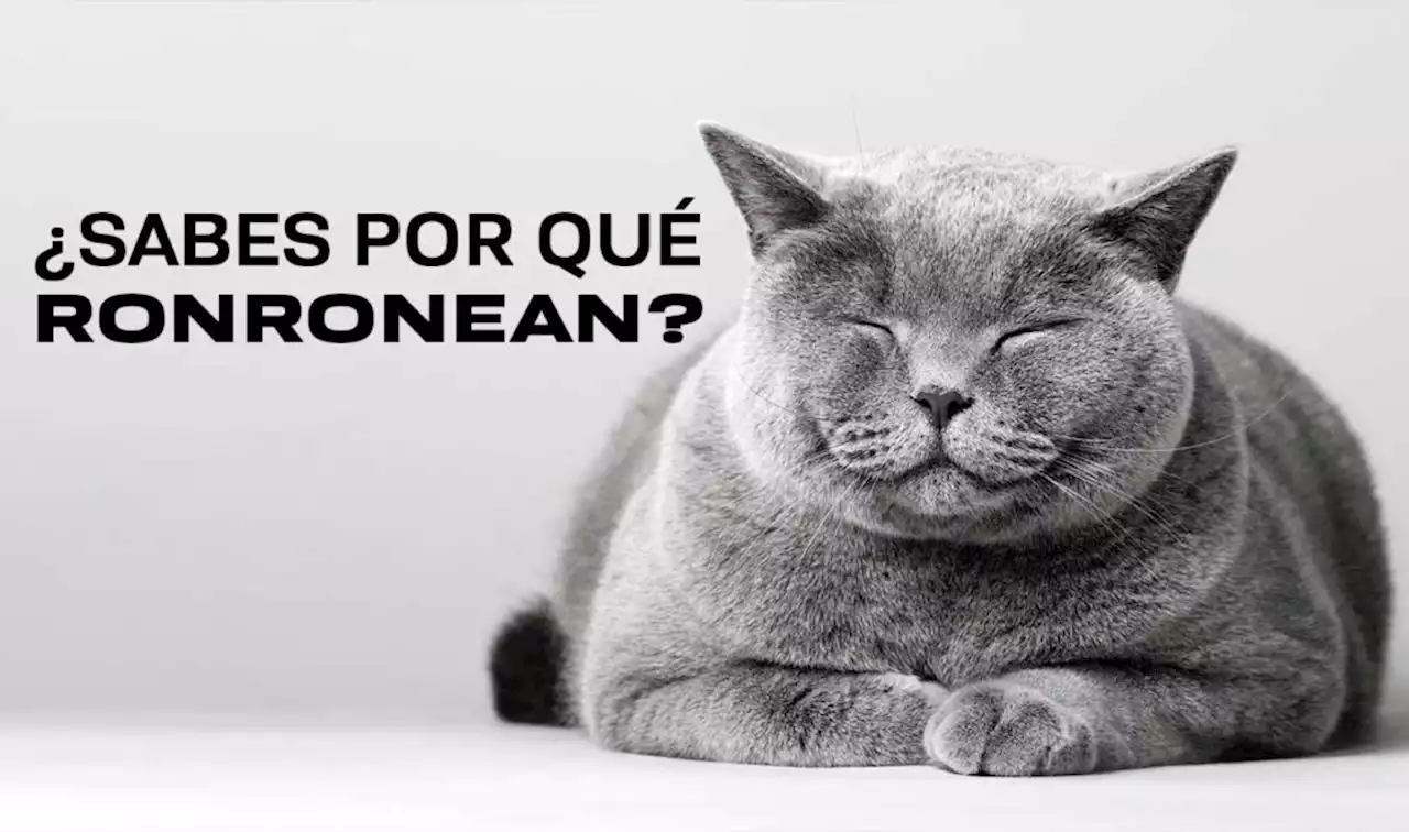 ¿Por qué ronronean los gatos? | UNAM Global