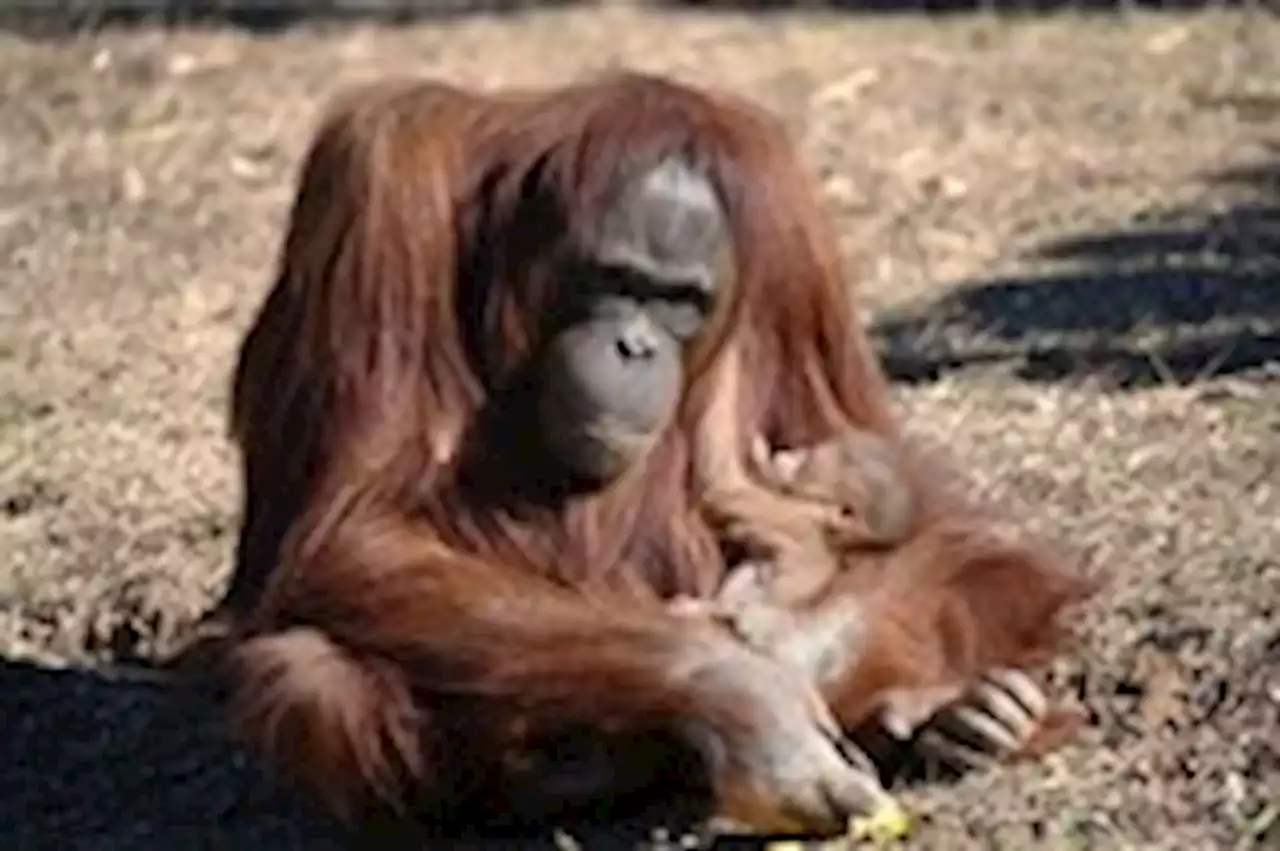 An orangutan struggled to nurse her baby. A human new mom taught her how.