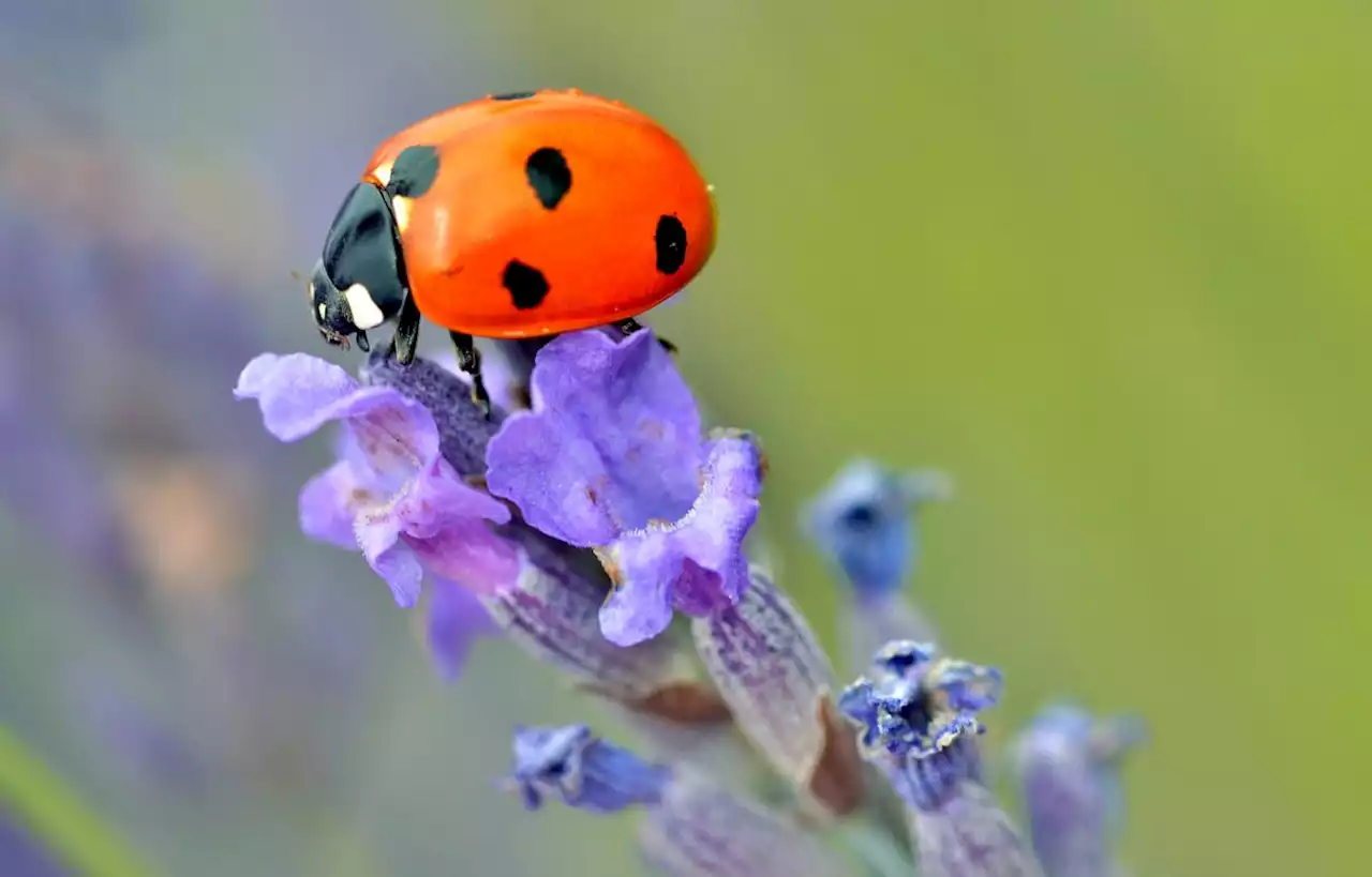 Les points des coccinelles indiquent-ils leur âge ?