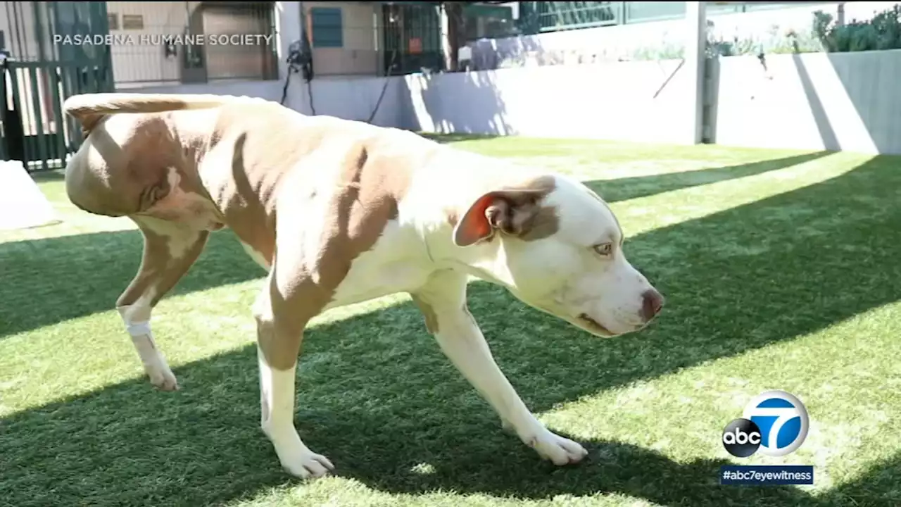 Pasadena Humane matching donations for injured animals after saving adorable dog hit by truck