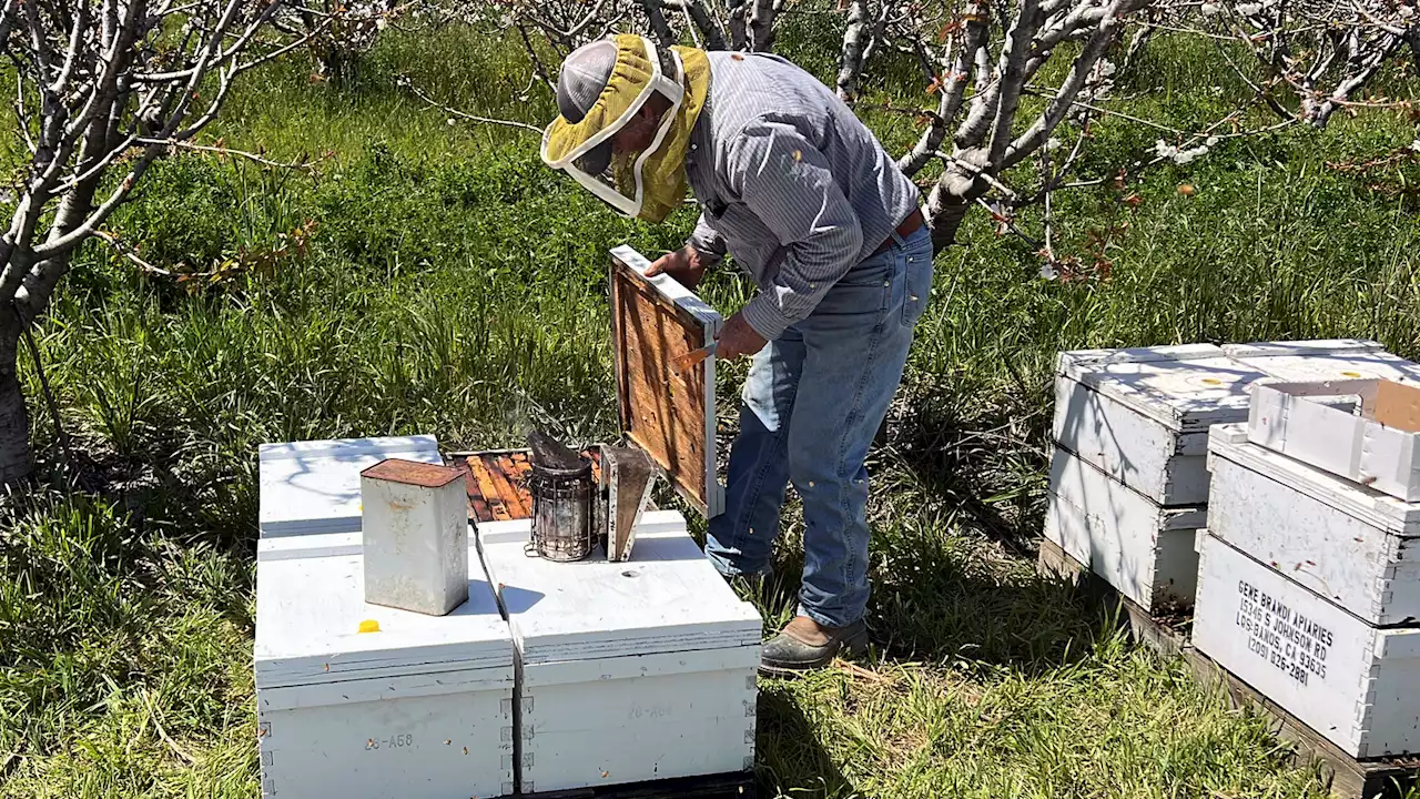 California storms hit beekeepers, but honey outlook's sweet