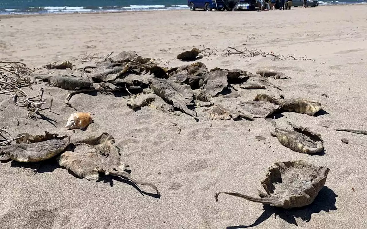 Piden investigar maltrato animal por mantarrayas mutiladas en Sonora