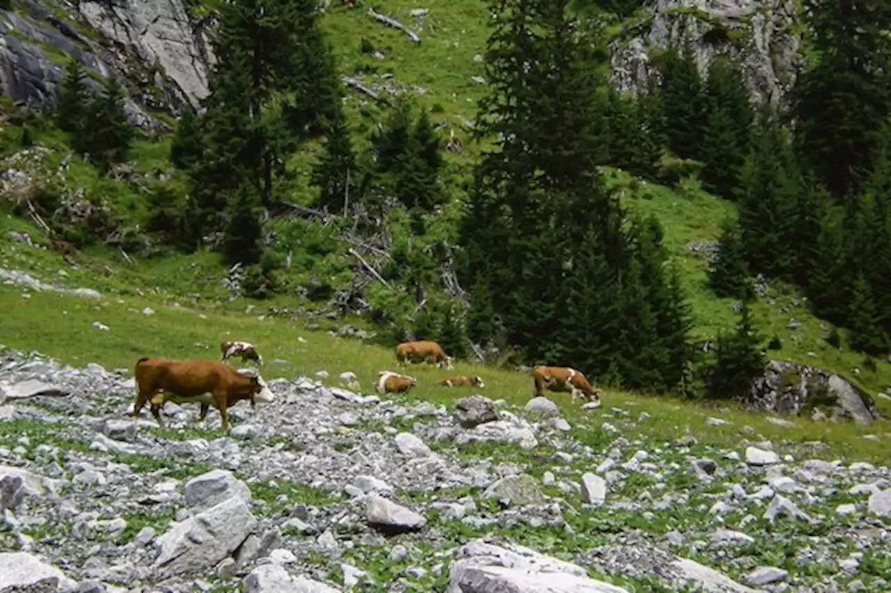 Die Hinterwälder werden in der Schweiz zur Fleischrasse - bauernzeitung.ch