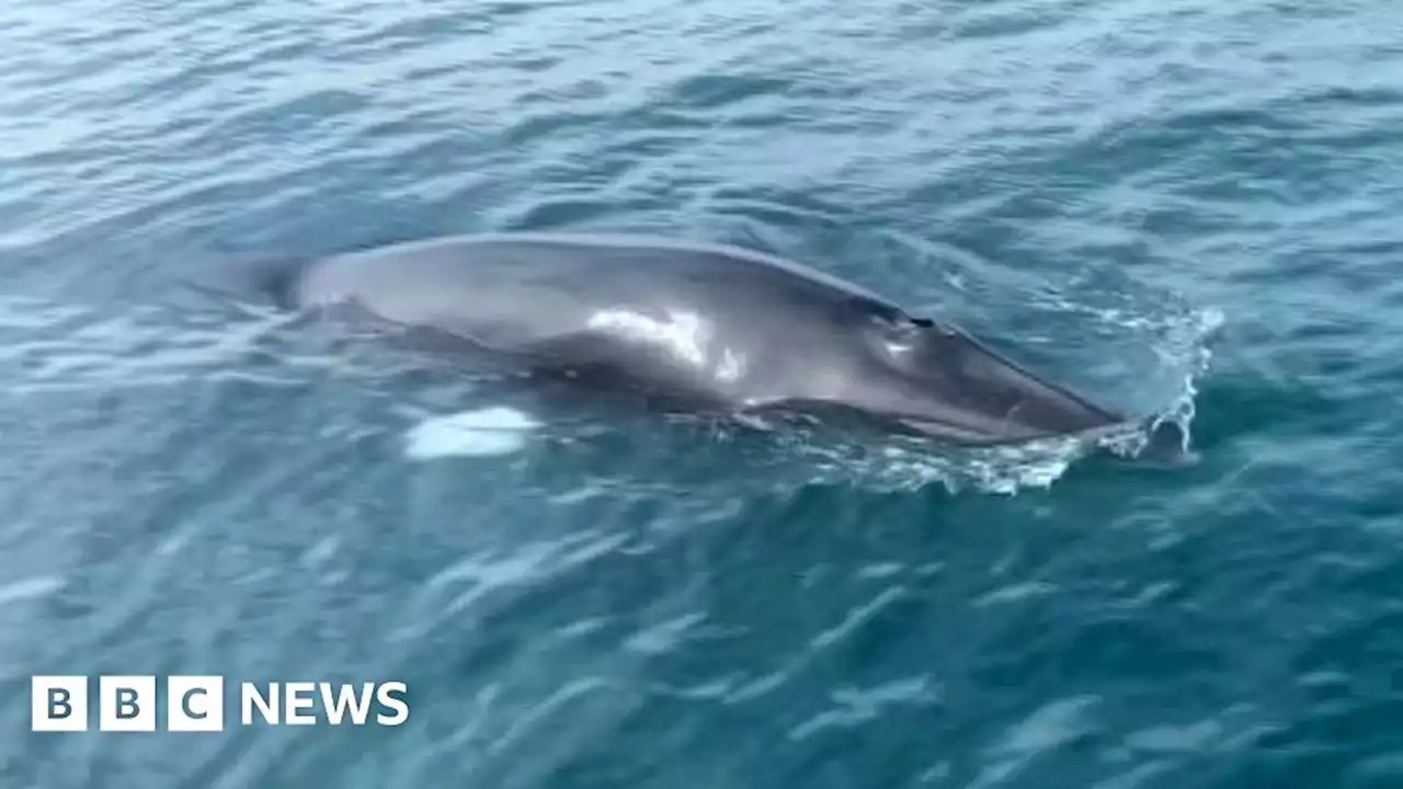 Minke whale: Angler enjoys rare encounter in English Channel