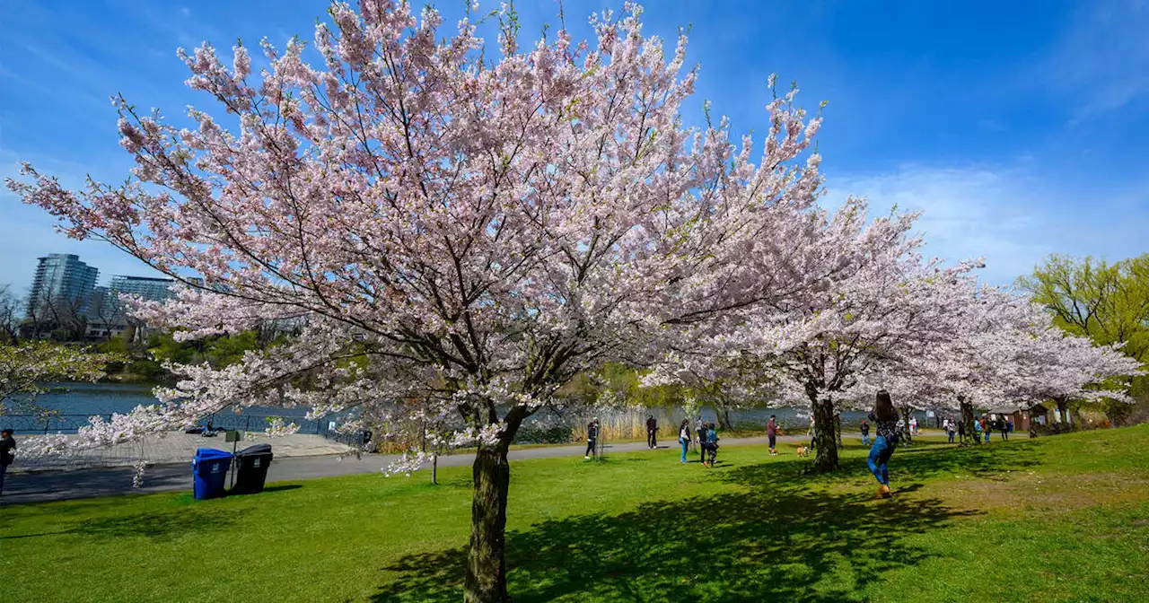 High Park cherry blossoms in Toronto could reach peak bloom earlier this year