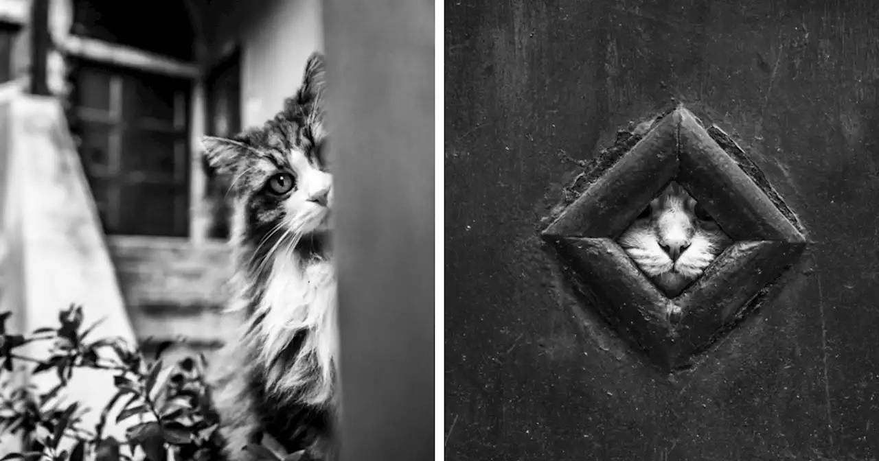 I Took Photographs Of Hiding Cats In Venice, And Here Are The Best 22 Photos