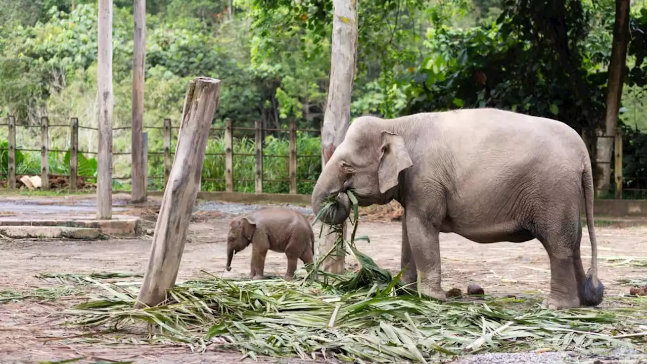 Usaha lindungi gajah terancam di Sabah raih tumpuan selepas pengendali mati diserang