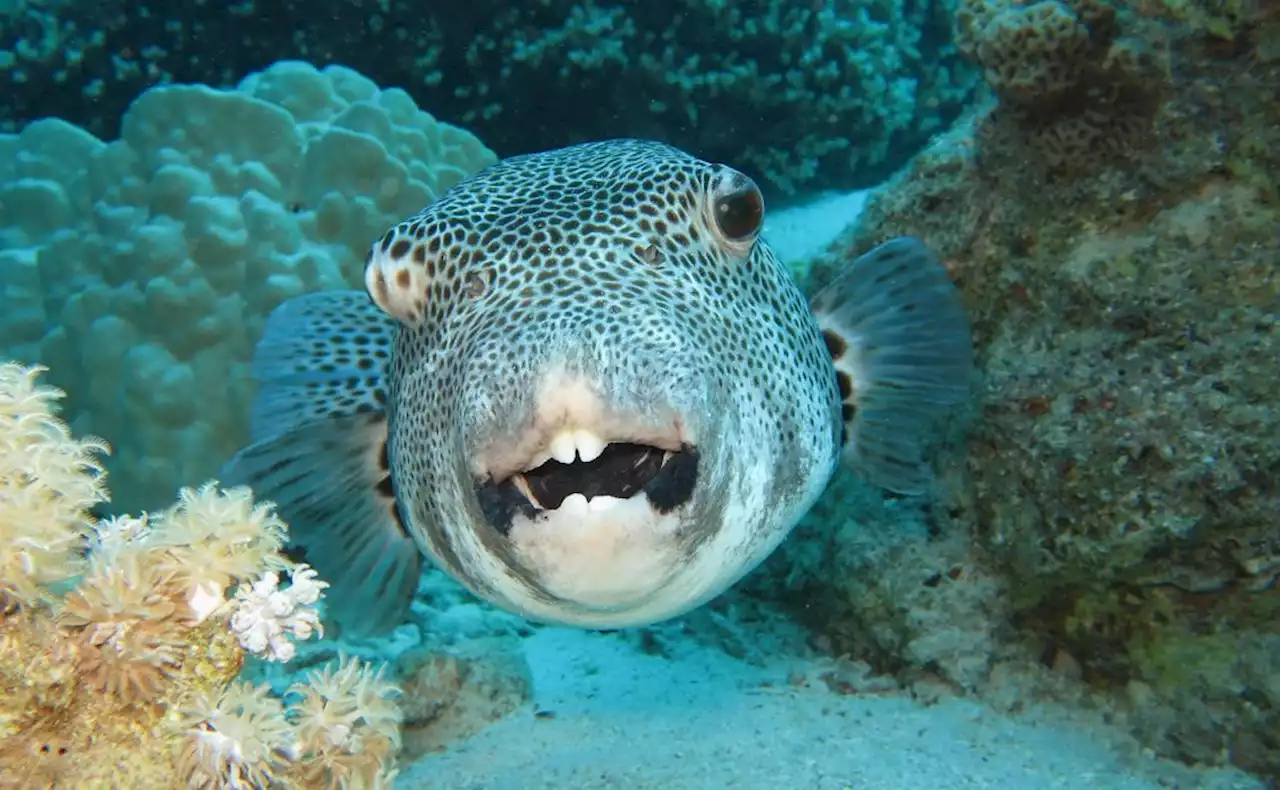 Ehepaar isst Kugelfisch – beide tot!