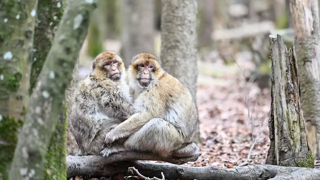 Zoos sind in Deutschland umstritten