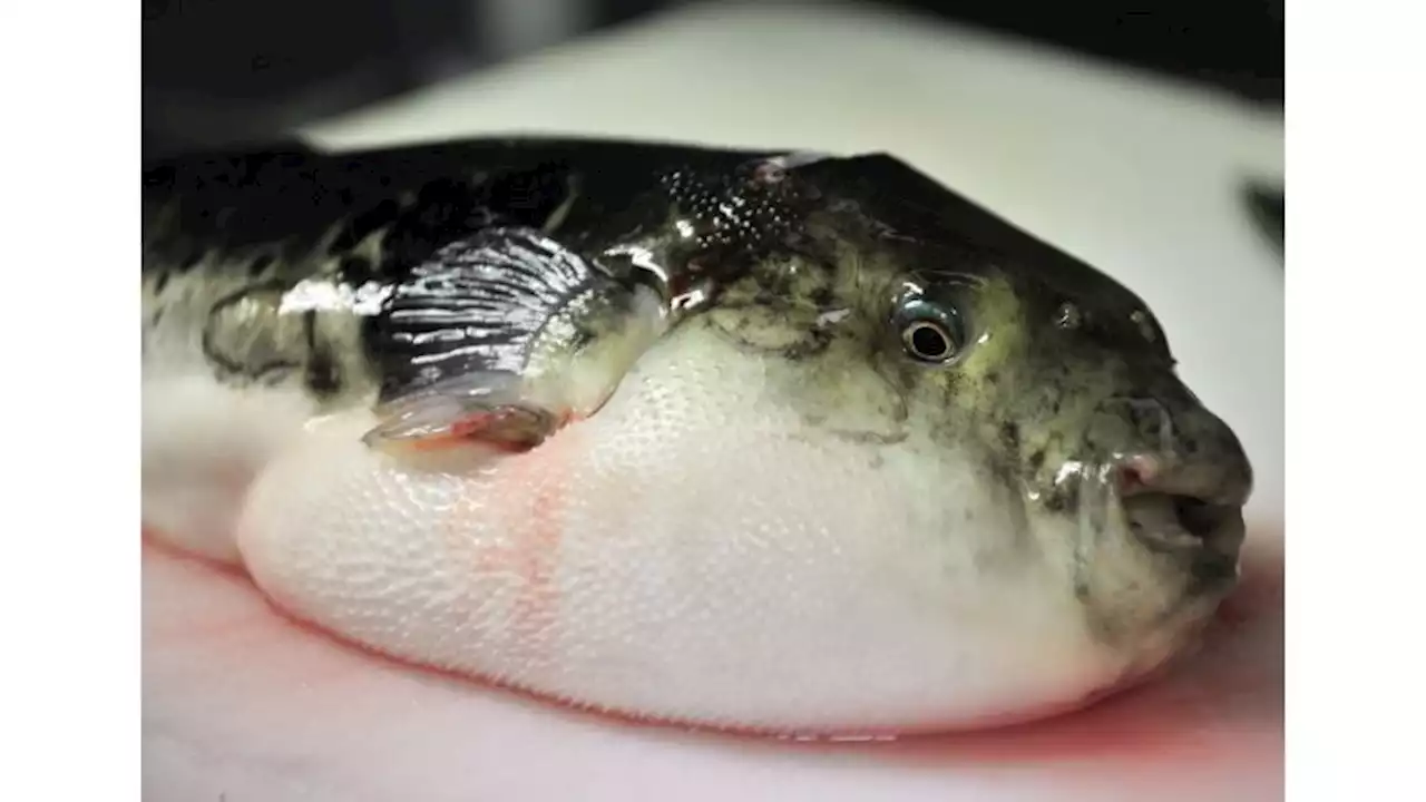 Elderly couple dies after eating poisonous pufferfish in Malaysia | CNN