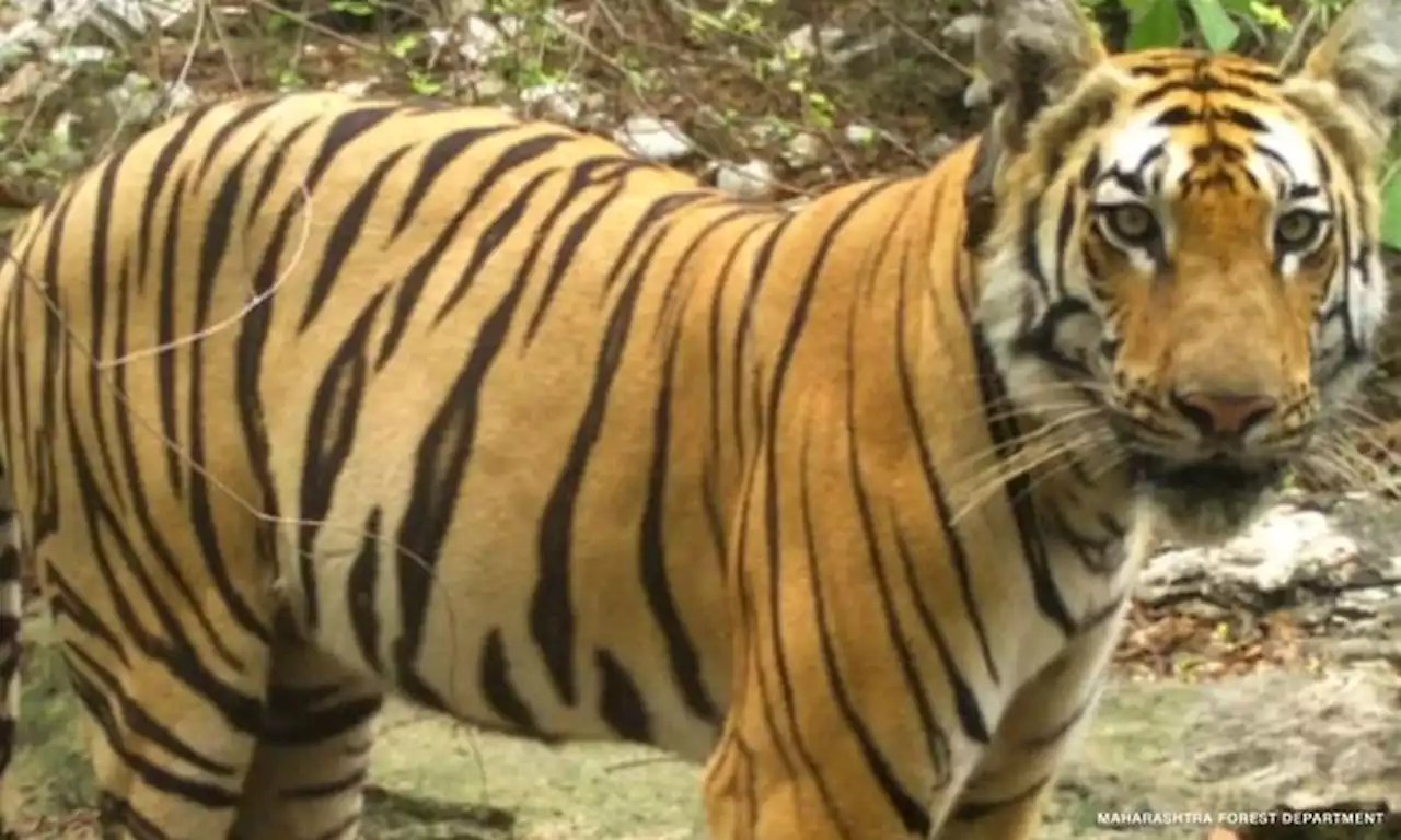 India's endangered tiger population is rebounding in triumph for conservationists